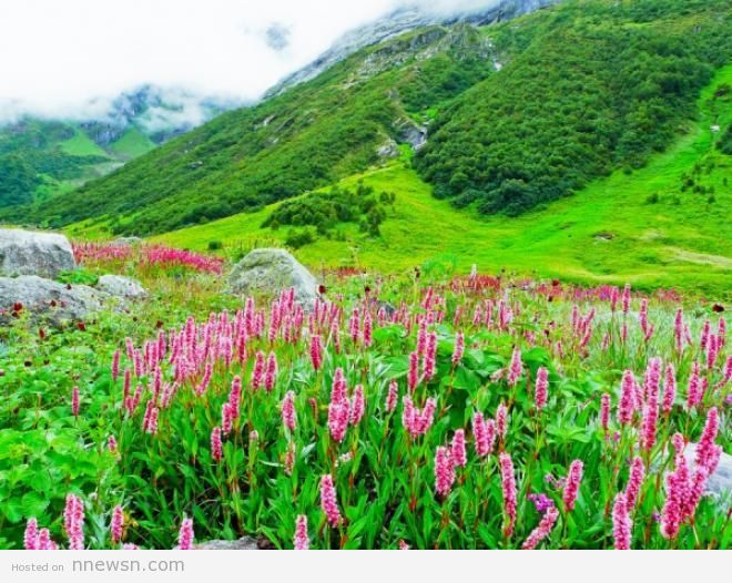 وادي الزهور معلومات عن وادي الزهور في الهند بالصور